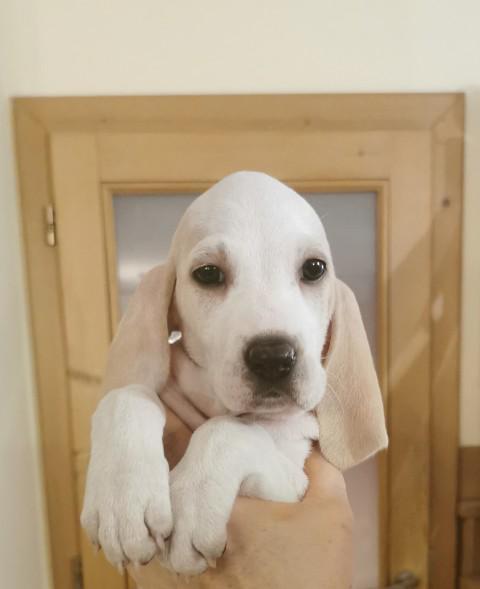 Porcelain hound