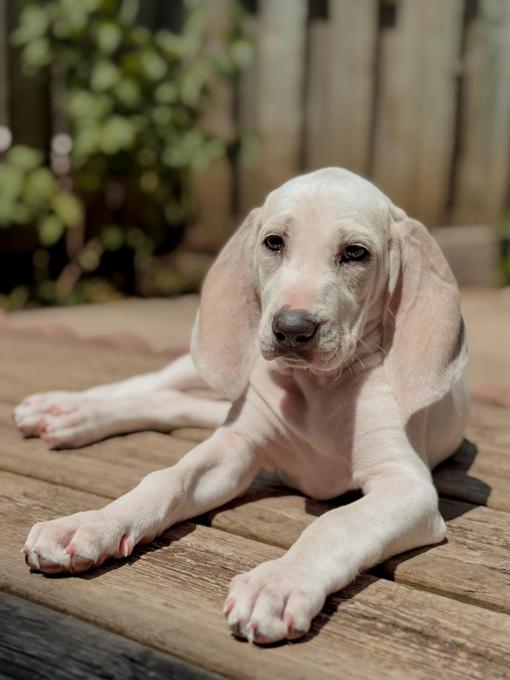 Porcelain hound