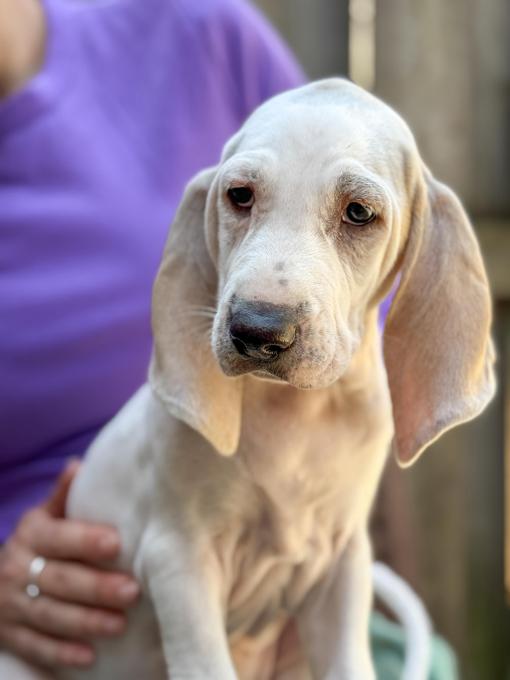 Porcelain hound
