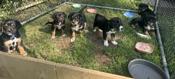 Bernese mix