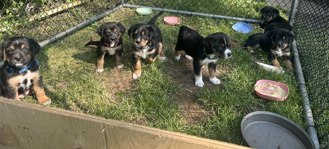 Bernese mix