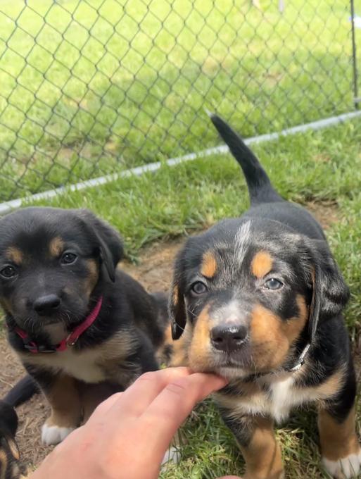 Bernese mix