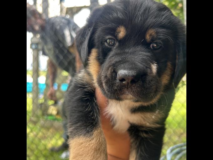 Bernese mix