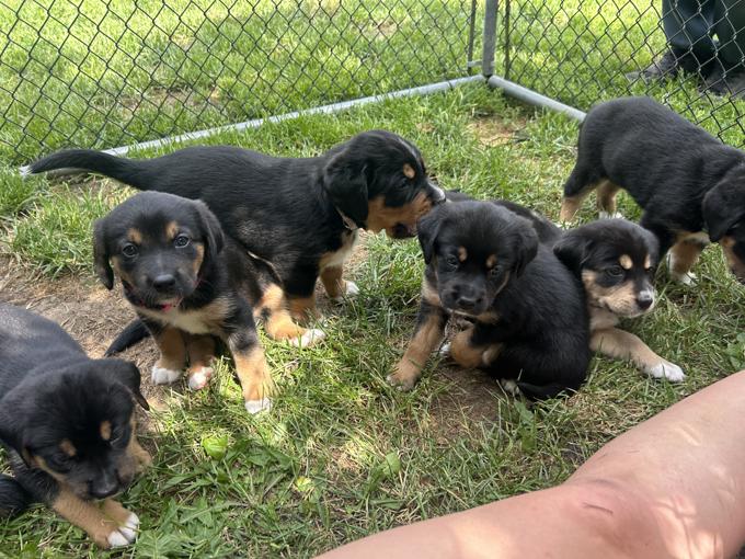 Bernese mix