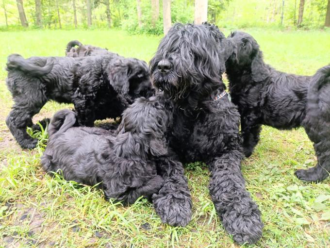 Black Russian Terrier