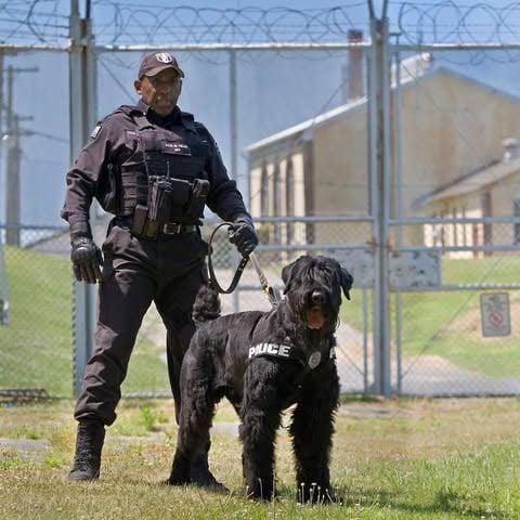 Black Russian Terrier