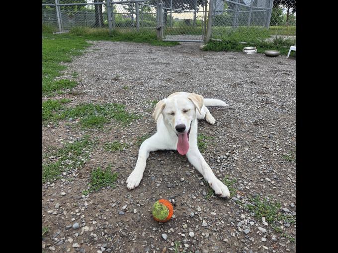 Labrador Retriever