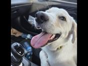 Labrador Retriever