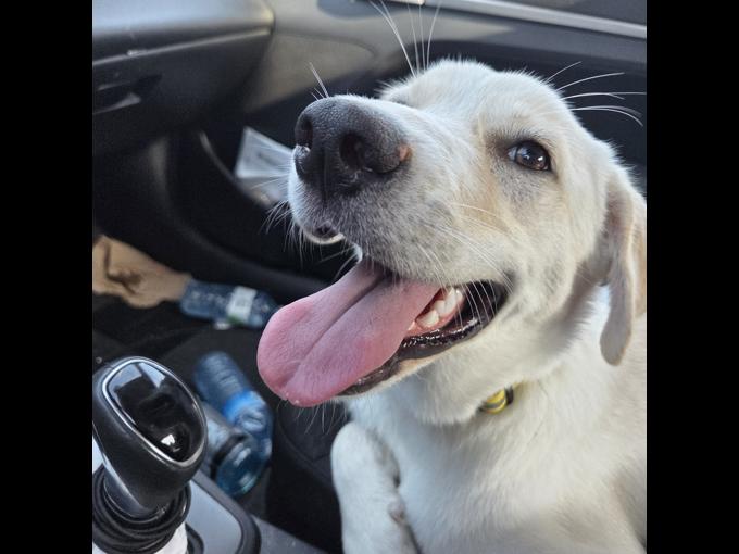 Labrador Retriever