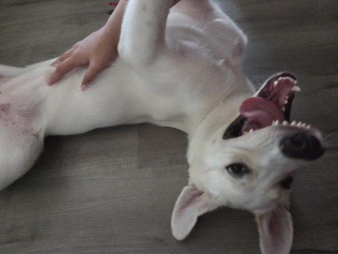 Labrador Retriever