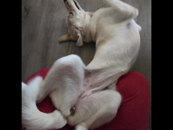 Labrador Retriever