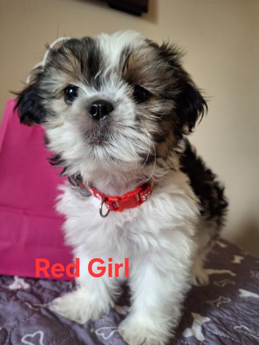 Bichon shitzu