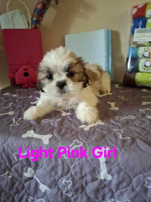 Bichon shitzu
