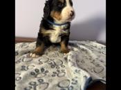 Bernese mountain