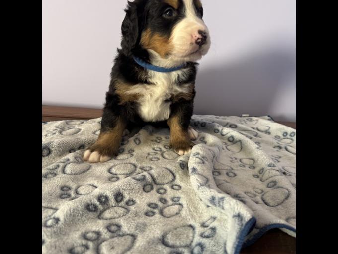 Bernese mountain