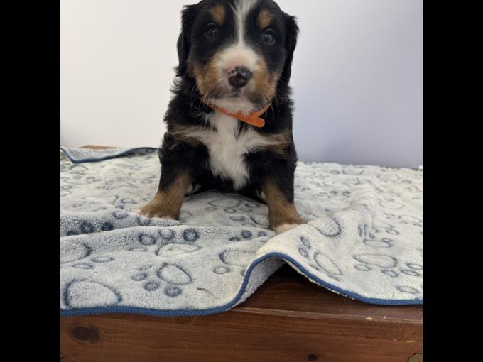 Bernese mountain