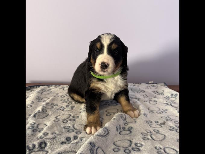 Bernese mountain