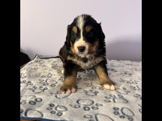 Bernese mountain