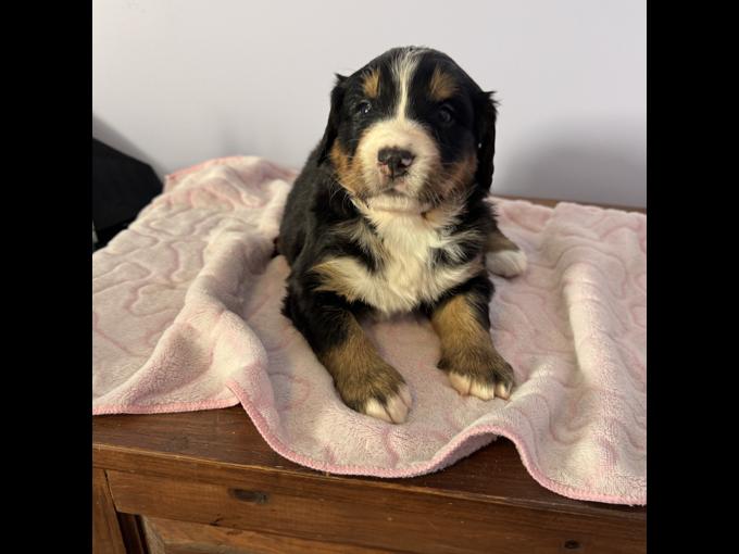 Bernese mountain