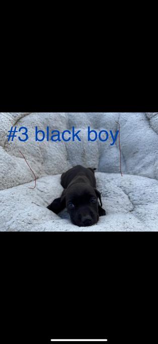Pitbull mix