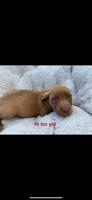 Pitbull mix