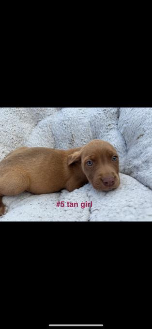Pitbull mix