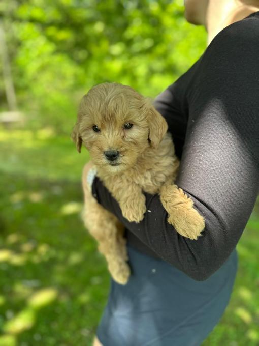 Mini Goldendoodle