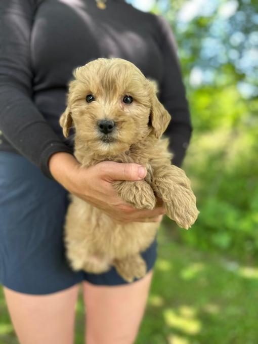 Mini Goldendoodle