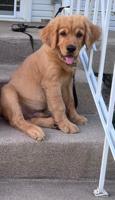 Golden retriver