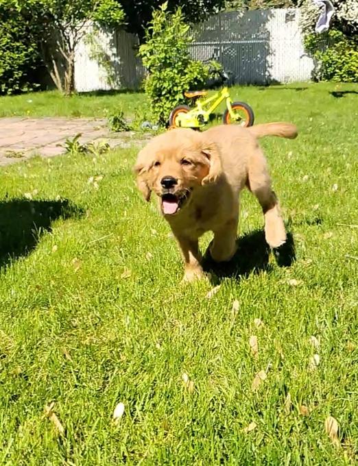 Golden retriver