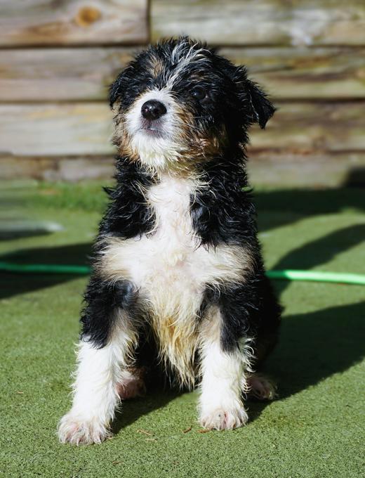 Sheltie × Portuguese Water Dog