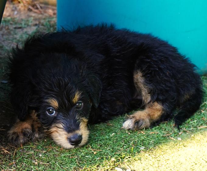 Sheltie × Portuguese Water Dog