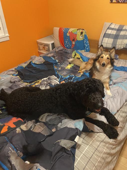 Sheltie × Portuguese Water Dog