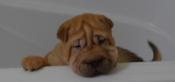 Chinese Shar - Pei Puppies