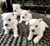 West Highland White Terrier