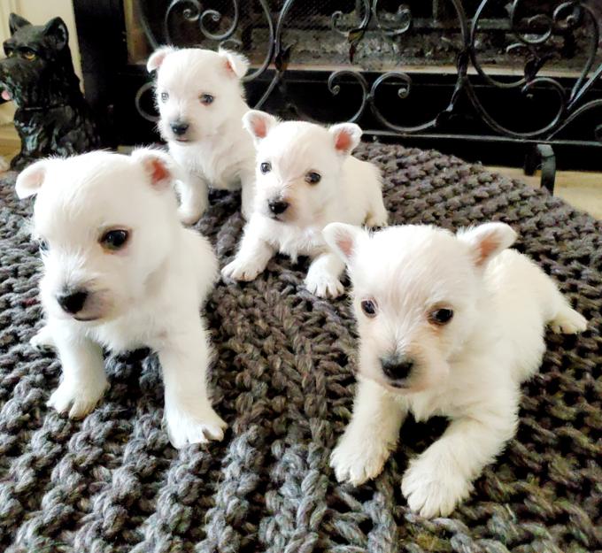 West Highland White Terrier