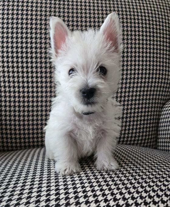 West Highland White Terrier