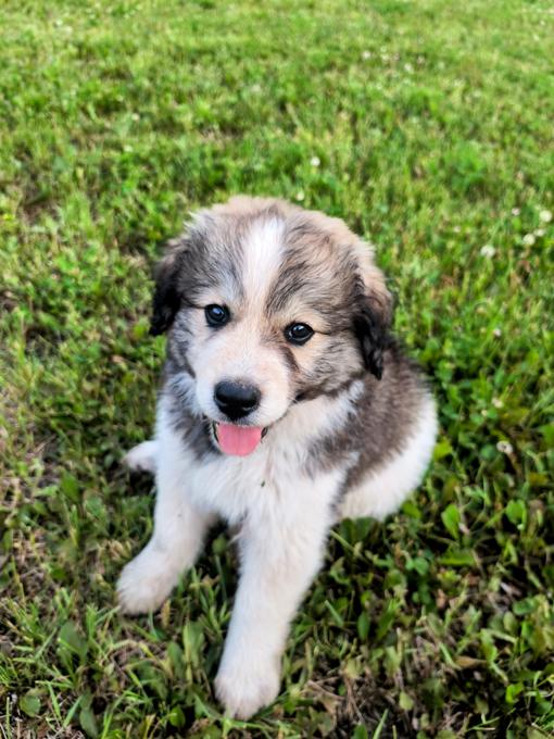 Bernese Mountain Dog X Great Pyrenees
