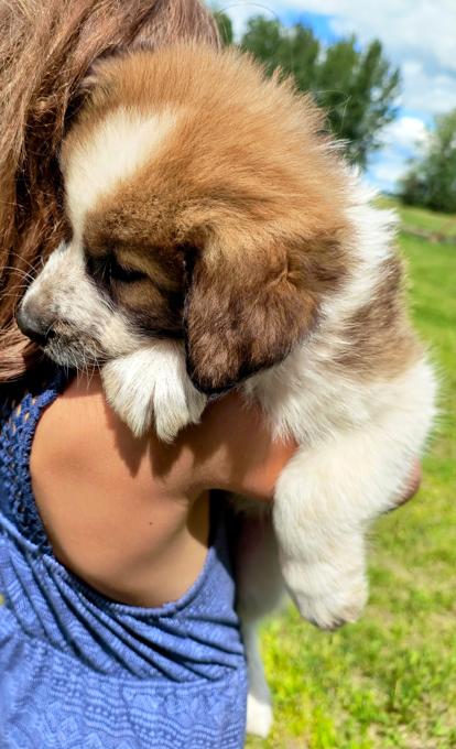 Bernese Mountain Dog X Great Pyrenees