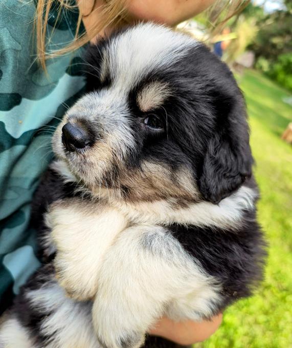 Bernese Mountain Dog X Great Pyrenees