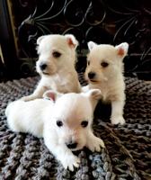West Highland White Terrier