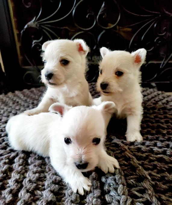 West Highland White Terrier