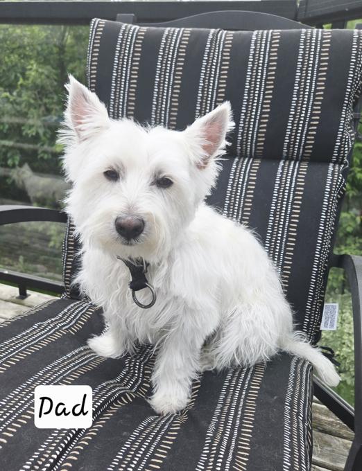 West Highland White Terrier