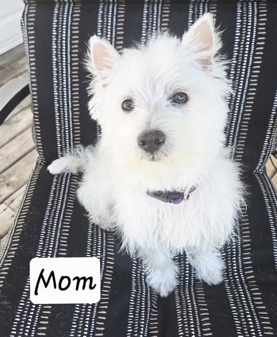 West Highland White Terrier
