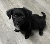 Chihuahua Pom mix