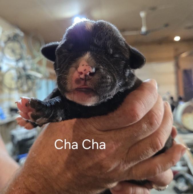 Lab cross