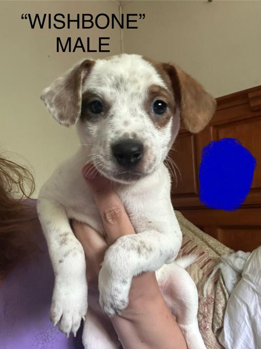 Boston cattle dog