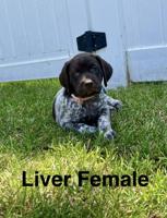 German Shorthair Pointer