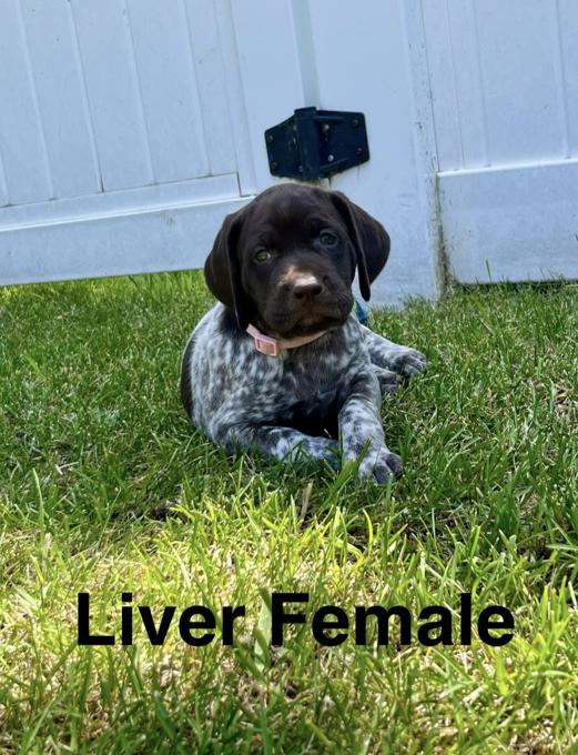 German Shorthair Pointer