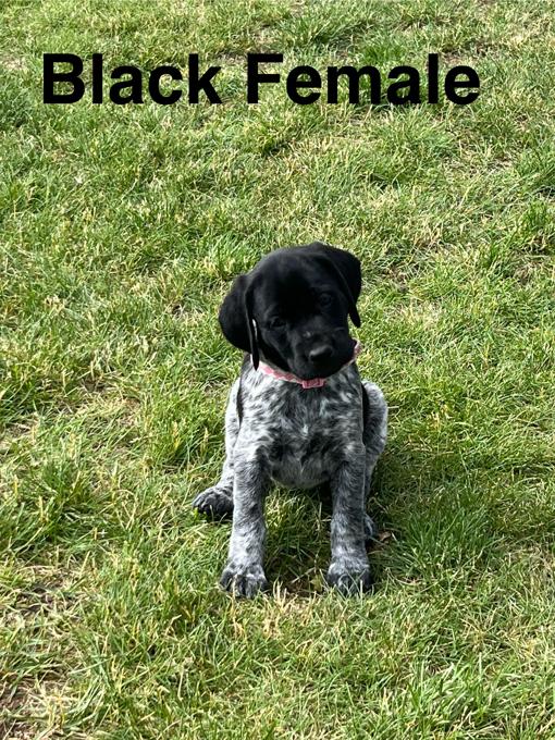 German Shorthair Pointer